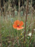 Papaver_dubium-BKLS